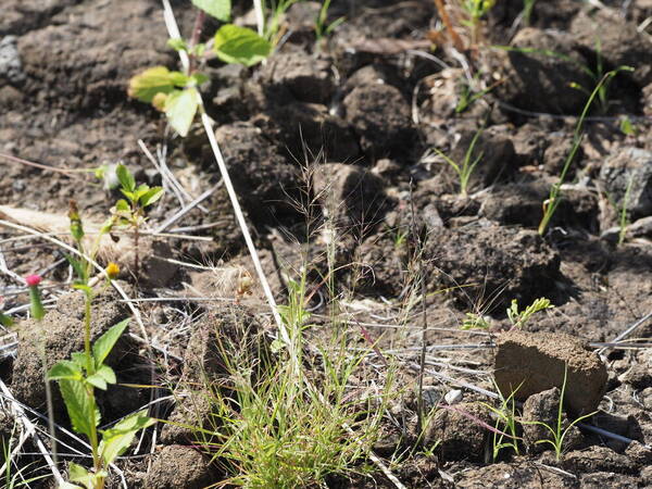 Muhlenbergia microsperma Plant