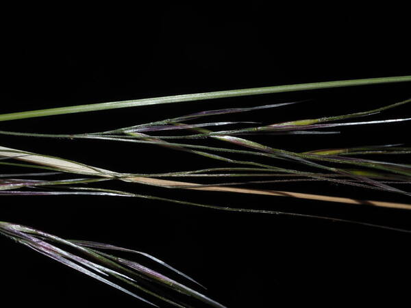 Nassella cernua Spikelets