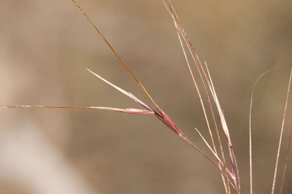 Nassella cernua Spikelets