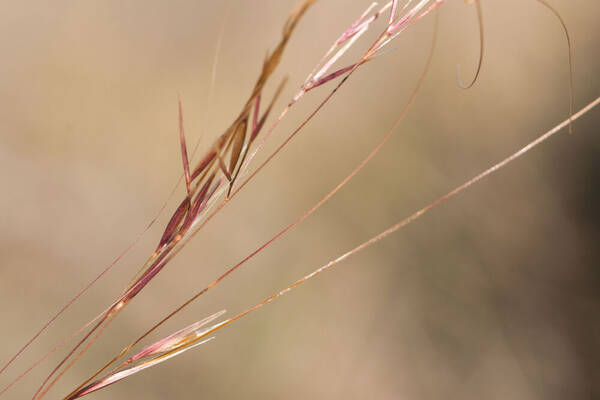 Nassella cernua Spikelets