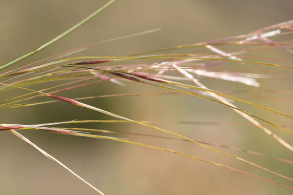 Nassella cernua Spikelets