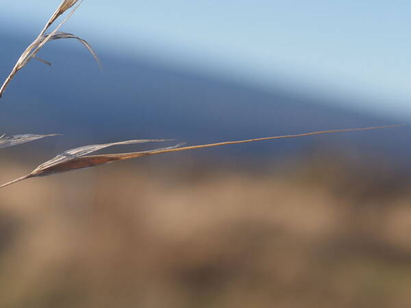 Nassella cernua Spikelets