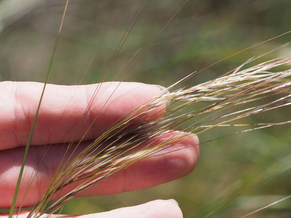 Nassella cernua Spikelets