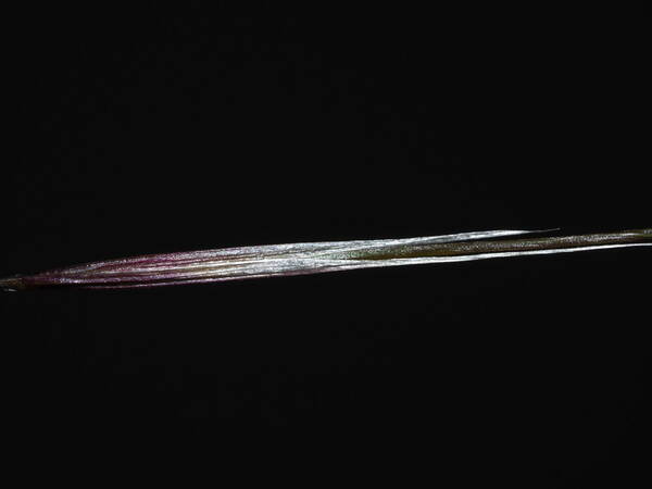 Nassella cernua Spikelets