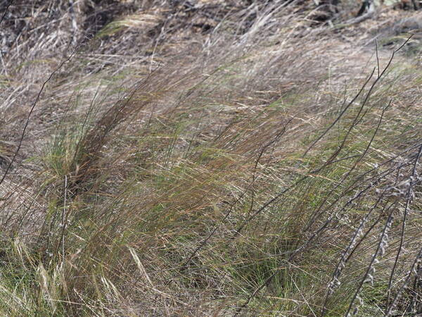 Nassella cernua Habit