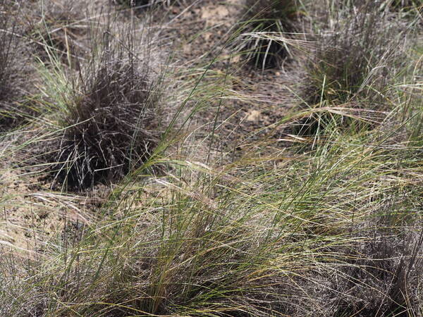 Nassella cernua Habit