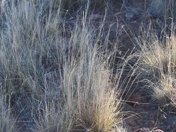 Nassella cernua Habit