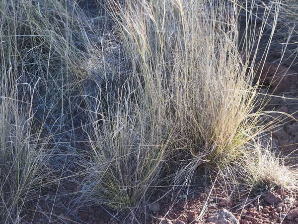 Nassella cernua Habit