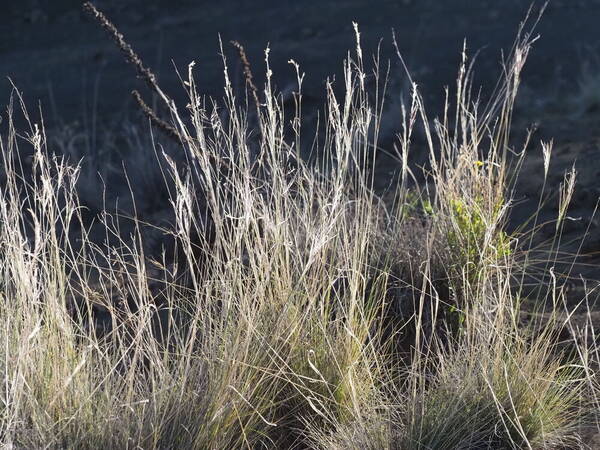 Nassella cernua Habit