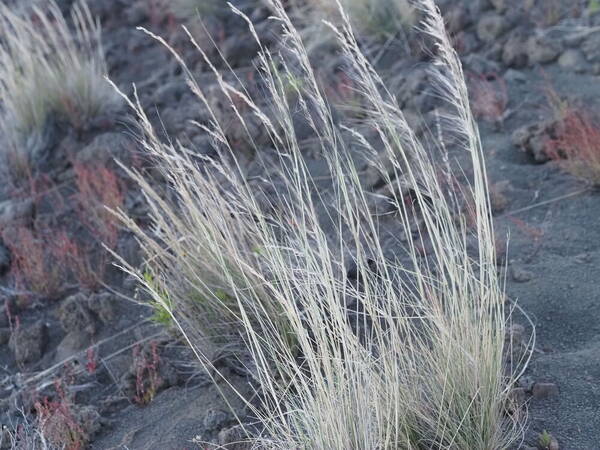 Nassella cernua Habit