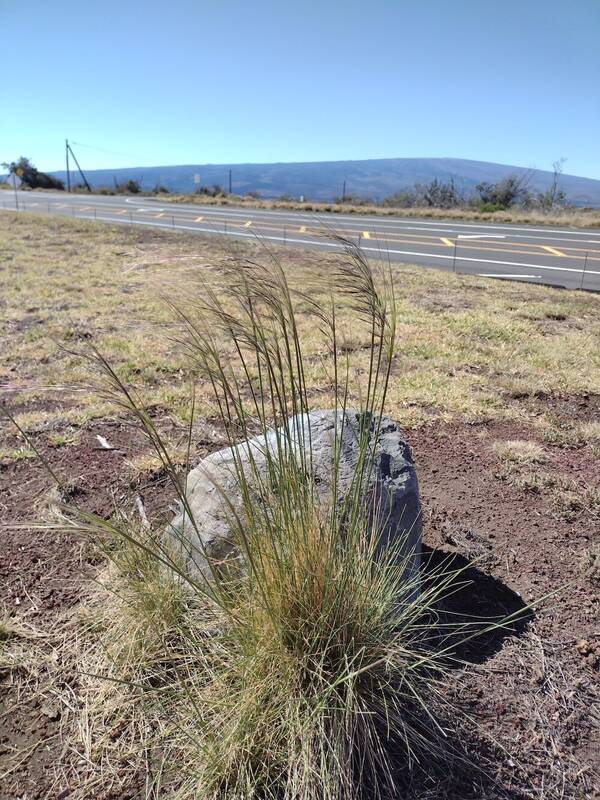 Nassella cernua Plant