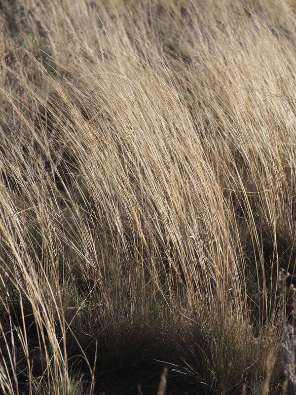 Nassella cernua Plant