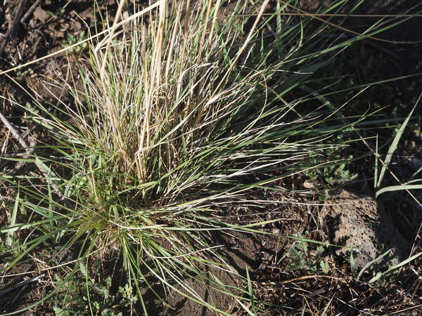 Nassella cernua Plant