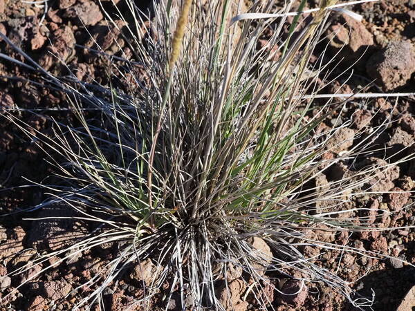 Nassella cernua Plant