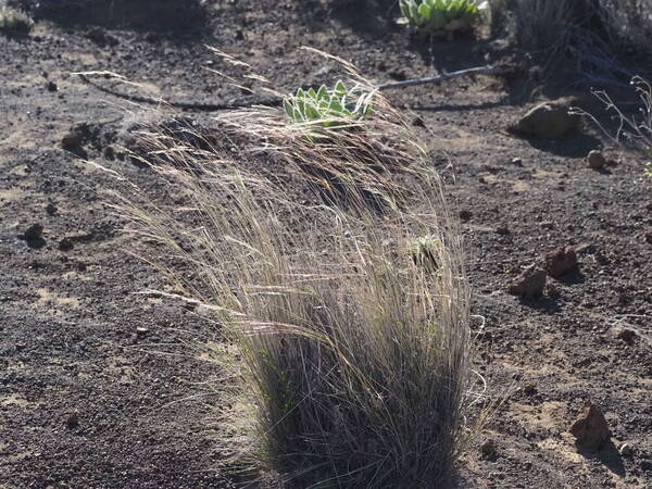 Nassella cernua Plant