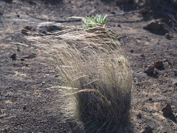 Nassella cernua Plant