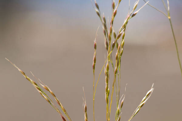 Oloptum miliaceum Spikelets