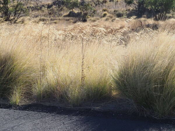 Oloptum miliaceum Habit