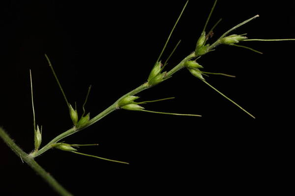 Oplismenus compositus Spikelets