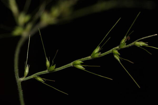 Oplismenus compositus Spikelets