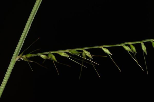 Oplismenus compositus Spikelets