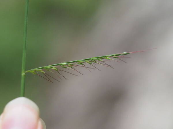 Oplismenus compositus Spikelets