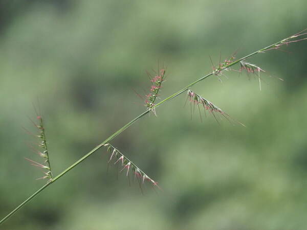 Oplismenus compositus Inflorescence