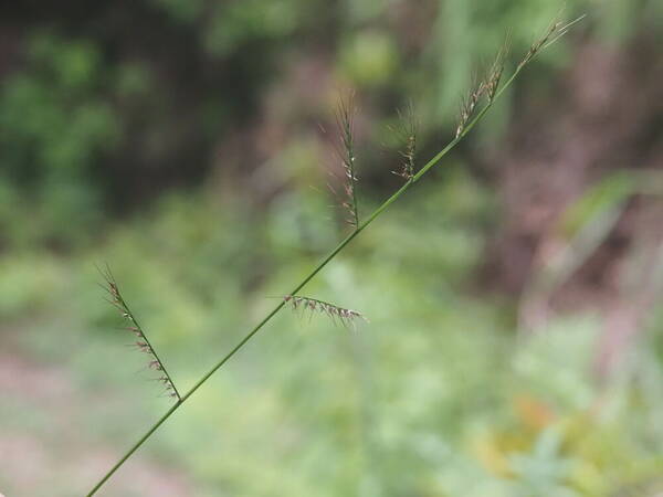 Oplismenus compositus Inflorescence