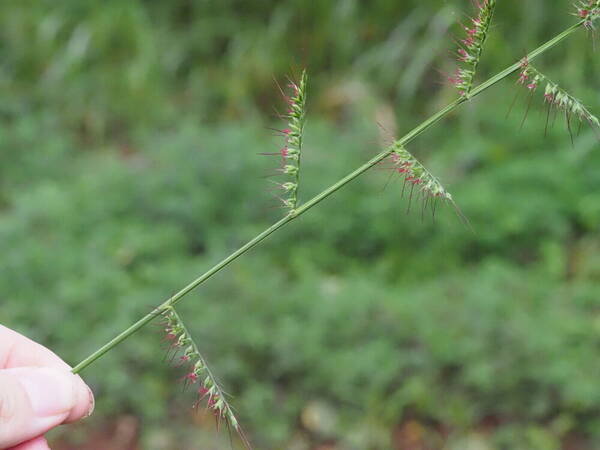 Oplismenus compositus Inflorescence