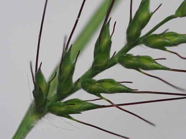 Oplismenus hirtellus subsp. hirtellus Spikelets