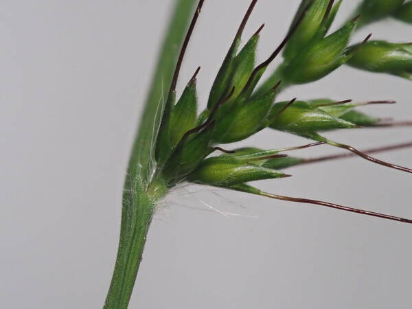 Oplismenus hirtellus subsp. hirtellus Spikelets