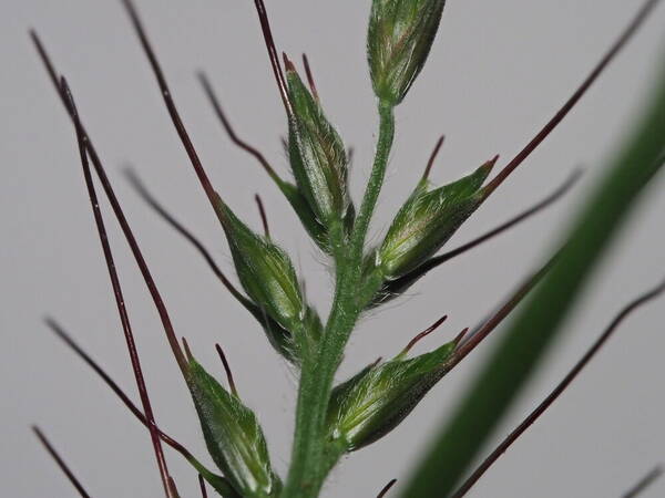 Oplismenus hirtellus subsp. hirtellus Spikelets