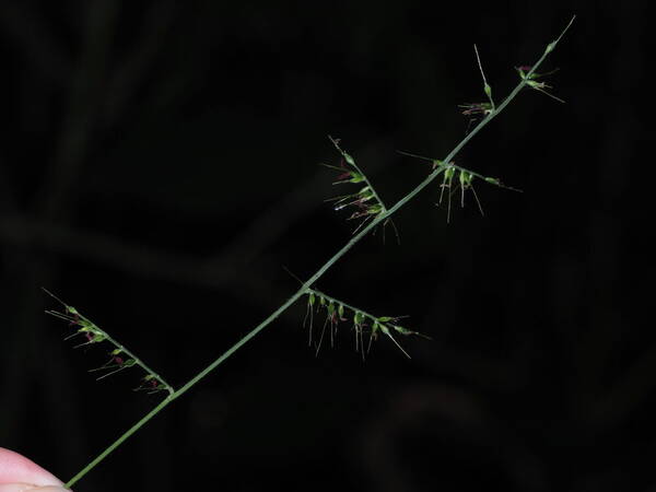 Oplismenus hirtellus subsp. hirtellus Inflorescence