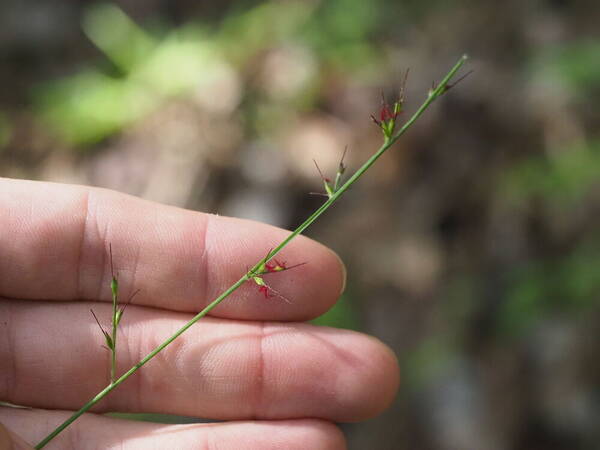 Oplismenus hirtellus subsp. hirtellus Inflorescence