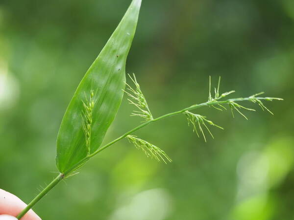 Oplismenus hirtellus subsp. hirtellus Inflorescence