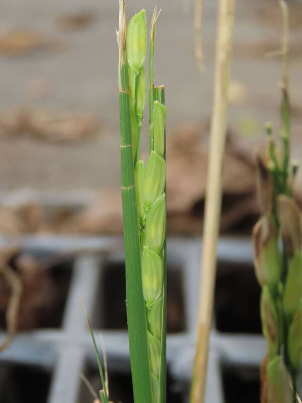 Oryza sativa Spikelets