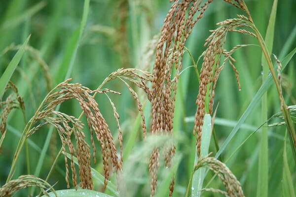 Oryza sativa Inflorescence