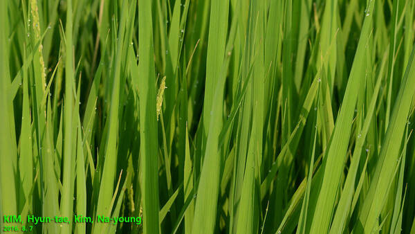 Oryza sativa Plant