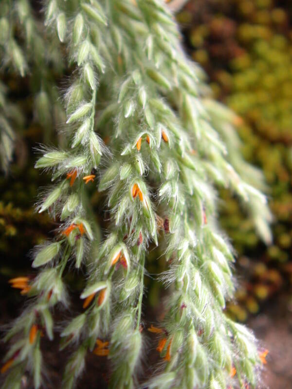 Panicum beecheyi Spikelets