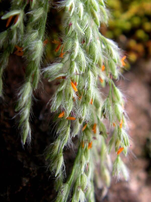 Panicum beecheyi Spikelets