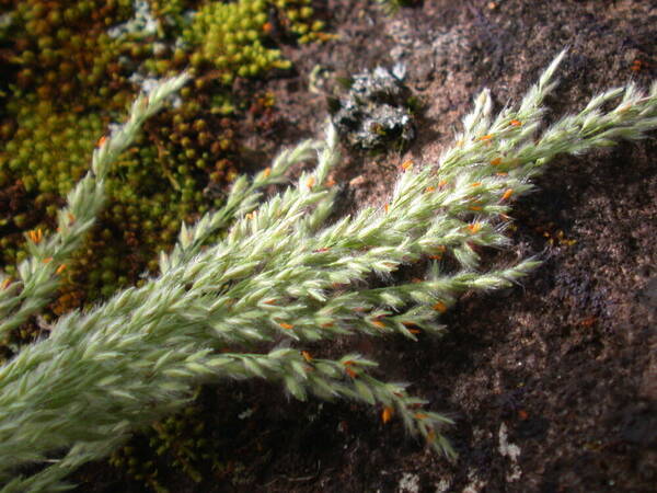 Panicum beecheyi Inflorescence