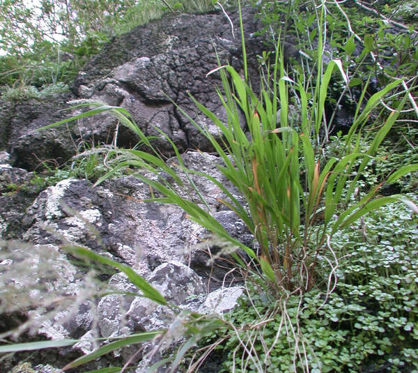 Panicum beecheyi Plant