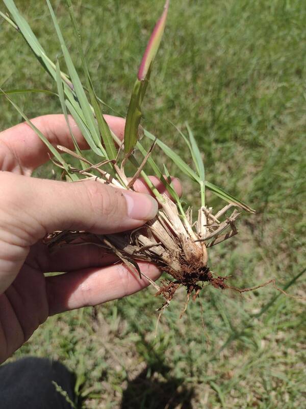 Panicum coloratum Culm base