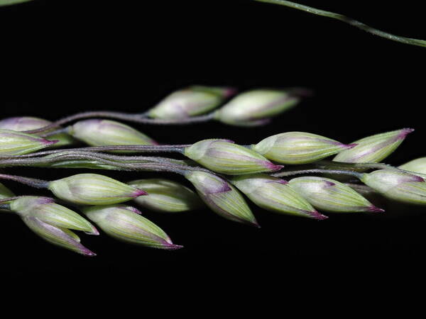 Panicum coloratum Spikelets