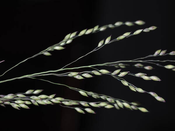 Panicum coloratum Spikelets