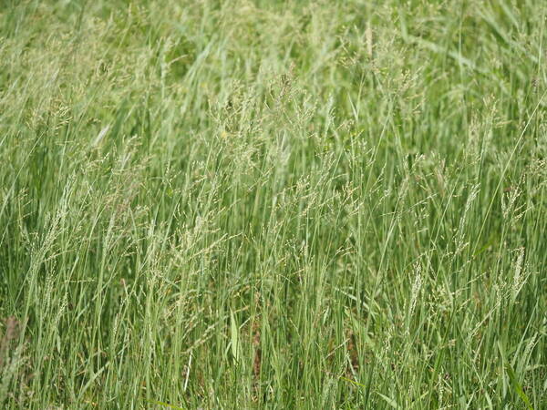 Panicum coloratum Habit