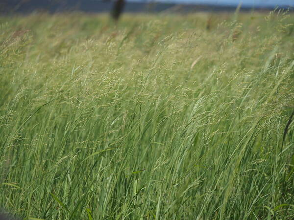 Panicum coloratum Habit