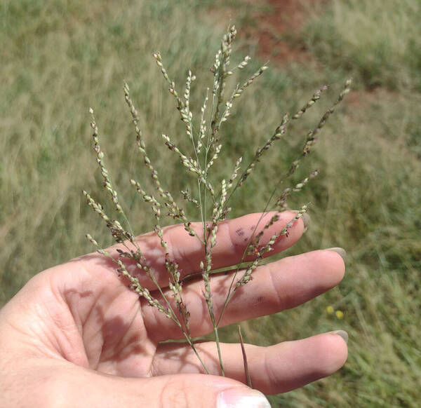 Panicum coloratum Inflorescence