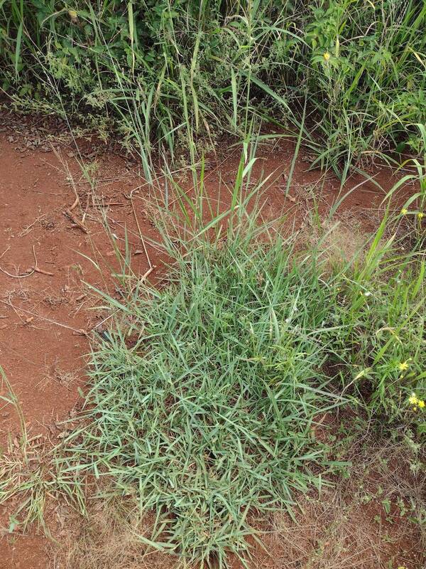 Panicum coloratum Plant