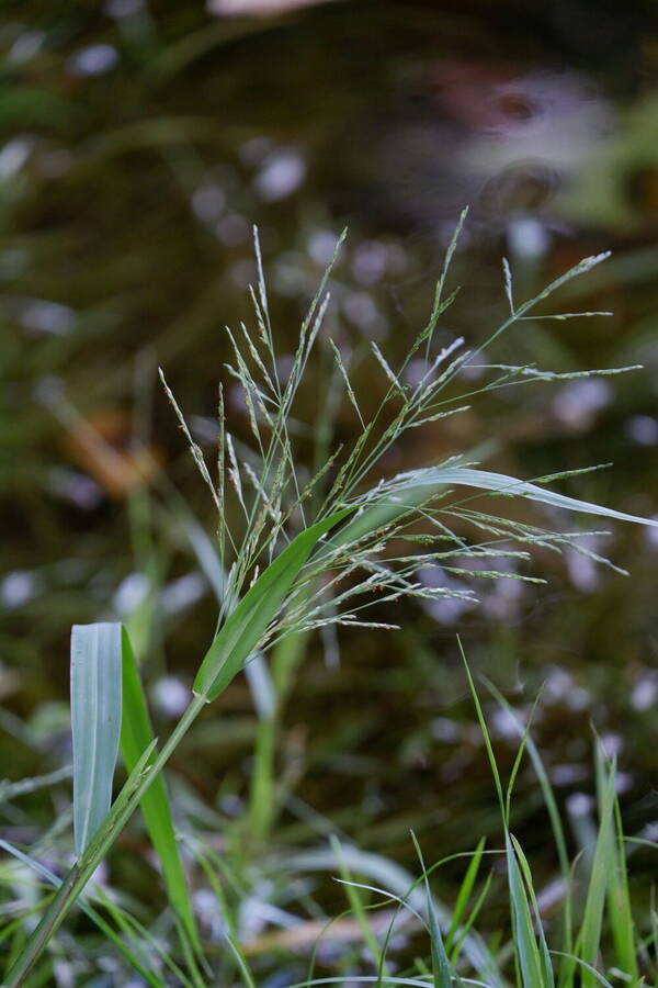 Panicum dichotomiflorum Inflorescence